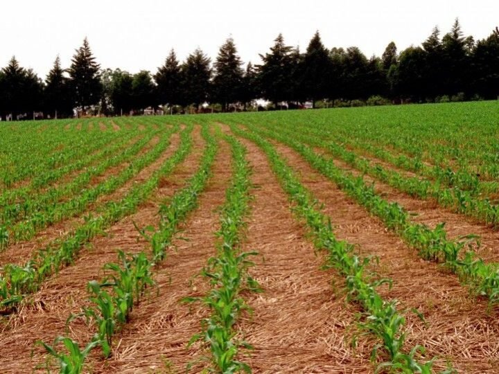 El Niño pode impulsionar produtividade agrícola no Sul, mas também pressionar preços dos alimentos