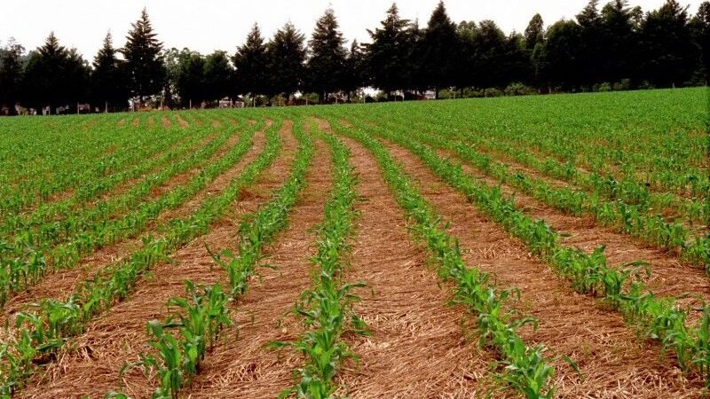 El Niño pode impulsionar produtividade agrícola no Sul, mas também pressionar preços dos alimentos