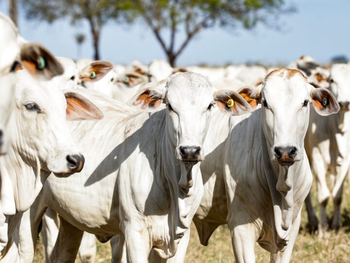 Boi gordo tem queda de 2,49% em Mato Grosso