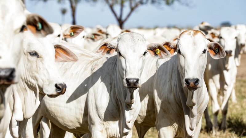 Boi gordo tem queda de 2,49% em Mato Grosso