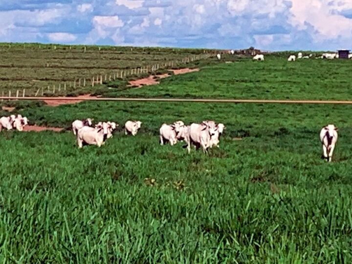 Preço do boi e vaca em Mato Grosso baixa
