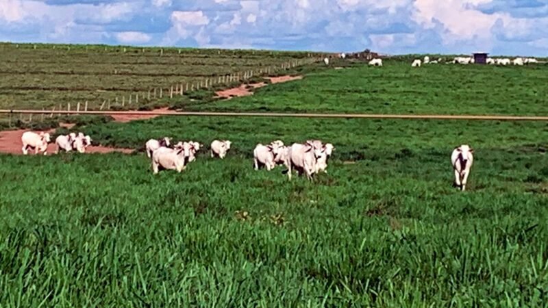 Preço do boi e vaca em Mato Grosso baixa
