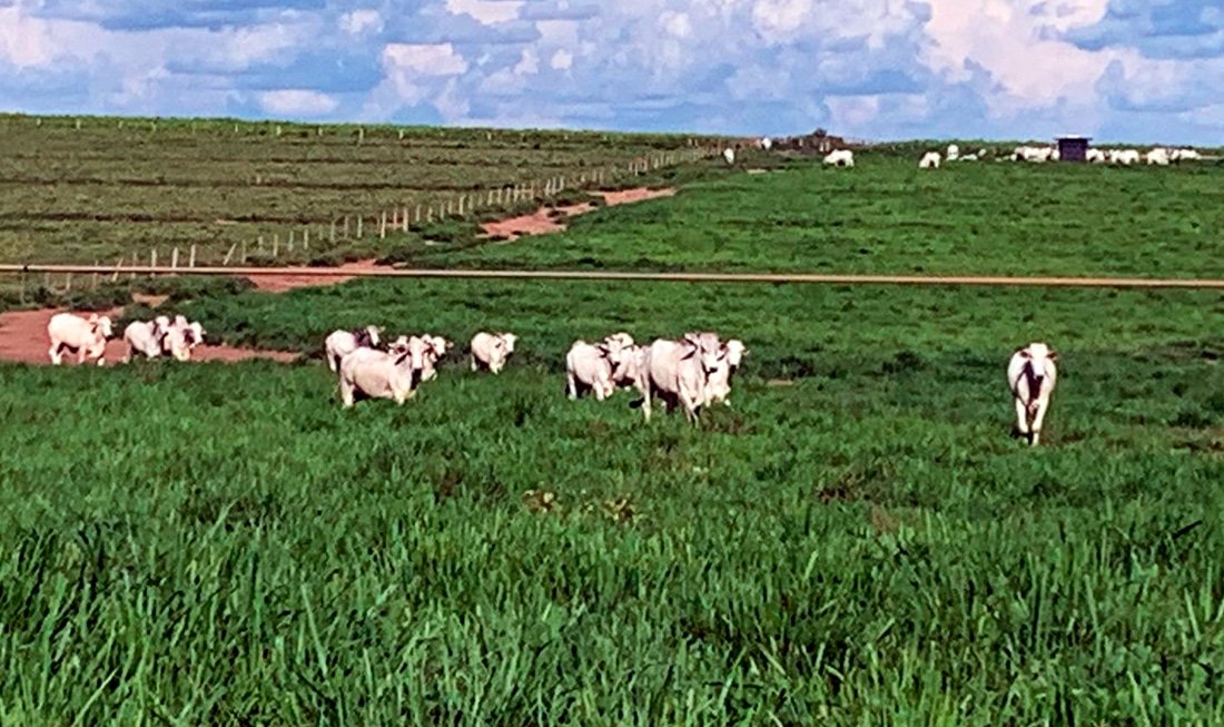 Preço do boi e vaca em Mato Grosso baixa