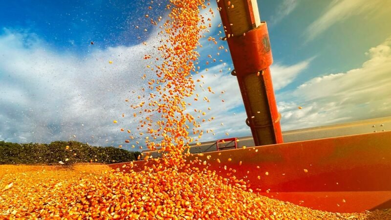 Instituto revisa produtividade de milho em Mato Grosso que aumenta 6,9%