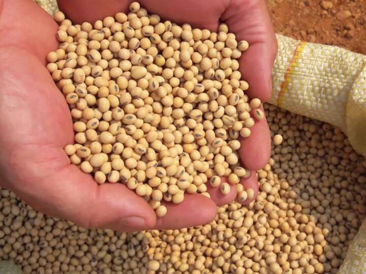 Preço da soja disponível em Mato Grosso sobe 1,7%