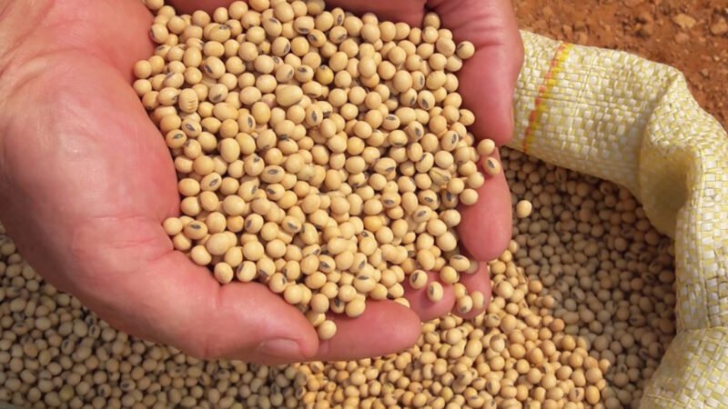 Preço da soja disponível em Mato Grosso sobe 1,7%