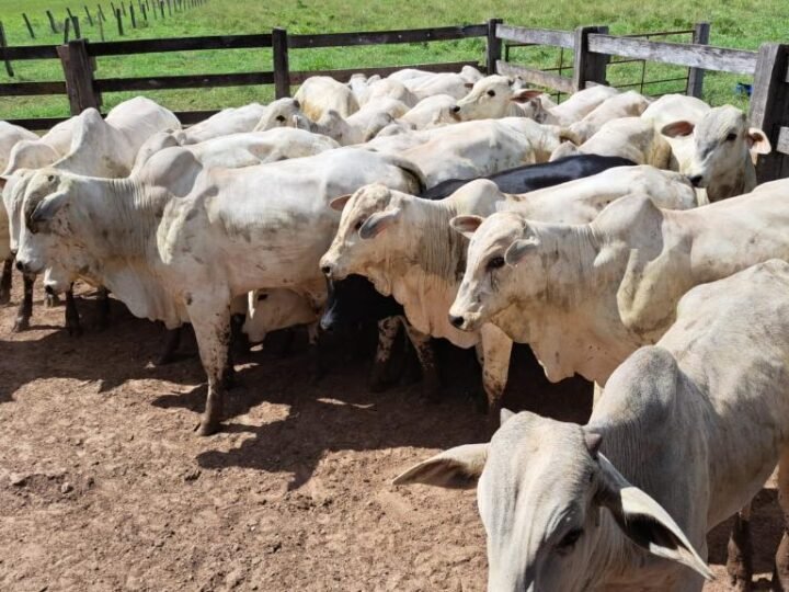Federação em Mato Grosso critica proposta de incorporar regras da União Europeia à produção animal