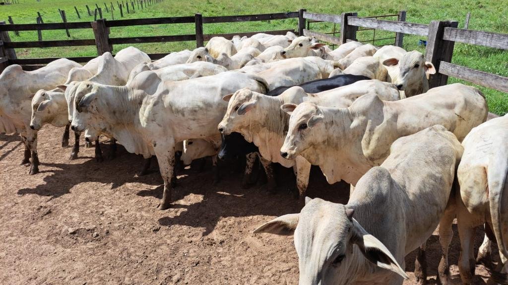 Federação em Mato Grosso critica proposta de incorporar regras da União Europeia à produção animal