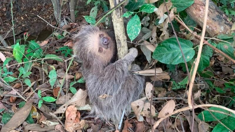 Bicho-preguiça invade quintal de casa e é resgatado pelos bombeiros em Guarantã do Norte