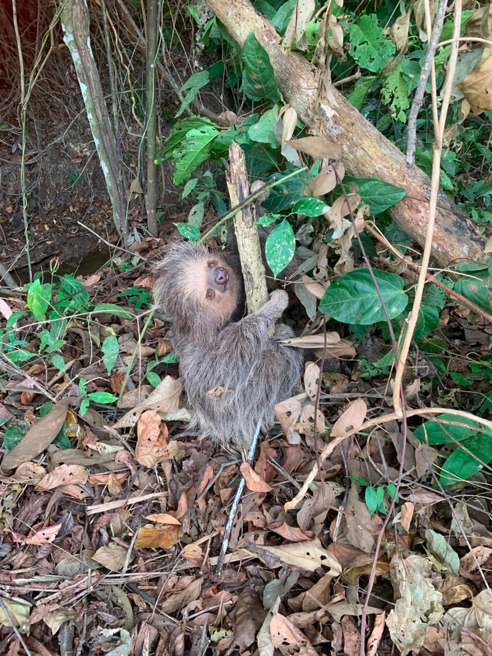 Bicho-preguiça invade quintal de casa e é resgatado pelos bombeiros em Guarantã do Norte