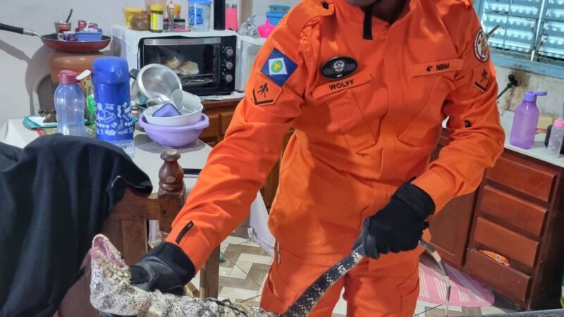 Lagarto invade residência em Guarantã do Norte e mobiliza Corpo de Bombeiros para resgate