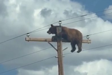Urso morre após subir em poste de energia e ser eletrocutado