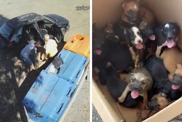 Homem abandona 11 filhotes de cachorro na BR-163, é rastreado por câmeras e acaba preso; Assista ao vídeo