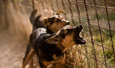 Idoso tem garganta cortada em ataque de cães ao caminhar na rua