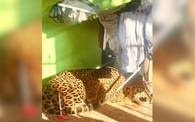 Vídeo: Onça-pintada é encontrada embaixo de varal em casa