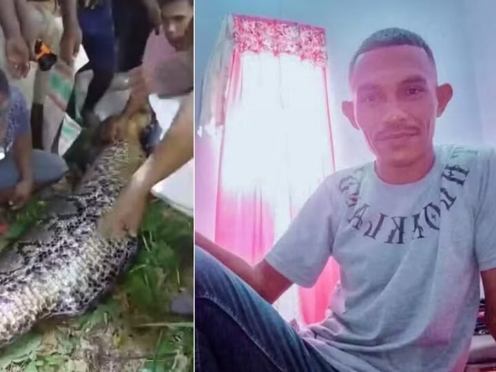 Homem é encontrado dentro de píton gigante após desaparecer durante caminho para casa