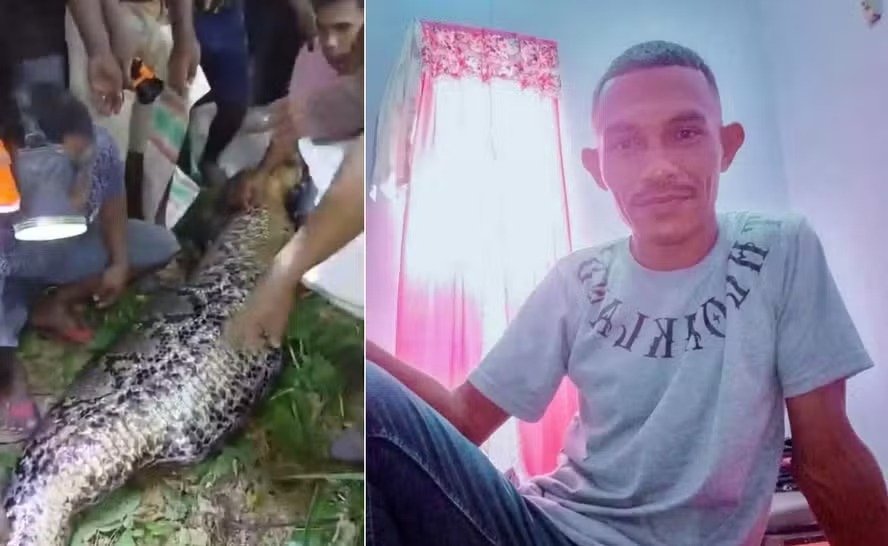 Homem é encontrado dentro de píton gigante após desaparecer durante caminho para casa