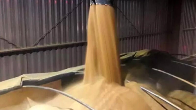 Mato Grosso responde por 31,3% da produção nacional de grãos, diz IBGE