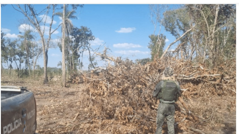 Fiscalização encontra desmate ilegal e área é embargada após irregularidade ambiental em MT