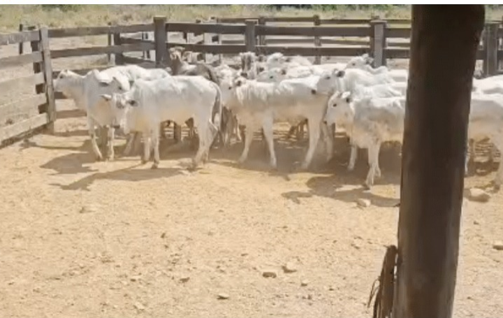 Polícia recupera nove novilhas furtadas e encontra mais 13 animais