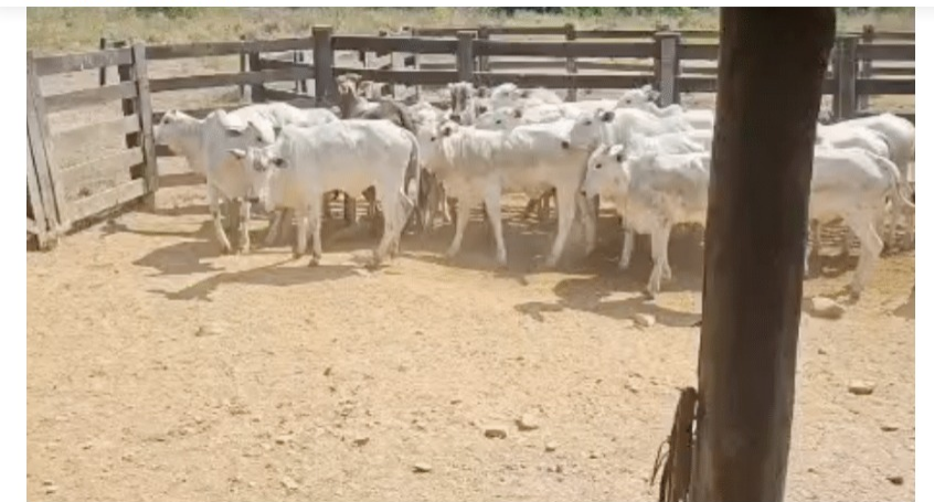 Polícia recupera nove novilhas furtadas e encontra mais 13 animais