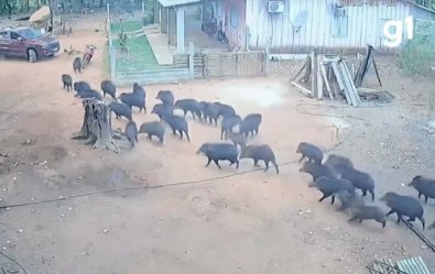 Porcos do mato invadem casa em MT