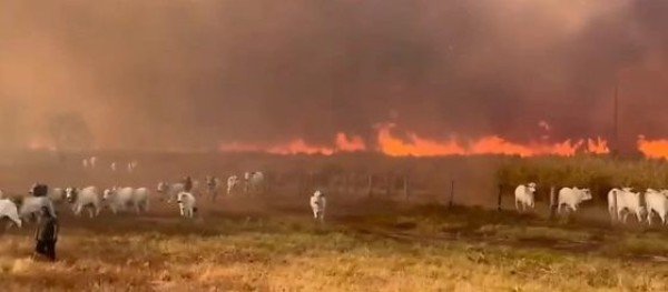 Vídeo mostra gado fugindo de incêndio em área rural em MT