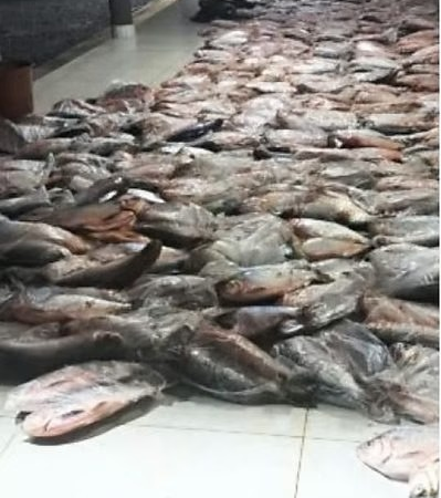 Dupla é presa com mais de 1 tonelada de pescado irregular