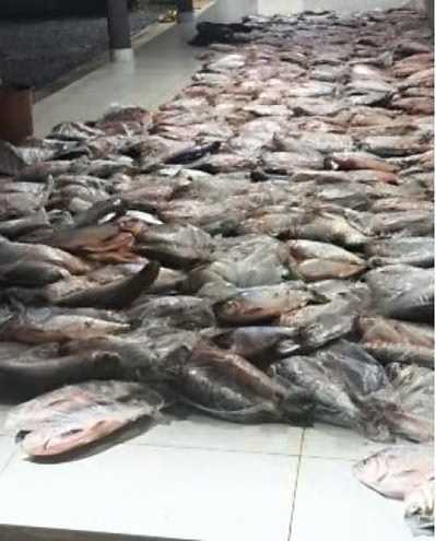 Dupla é presa com mais de 1 tonelada de pescado irregular