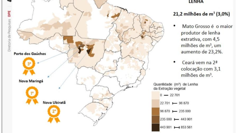 Mato Grosso registra queda na extração vegetal e avanço da silvicultura, aponta IBGE