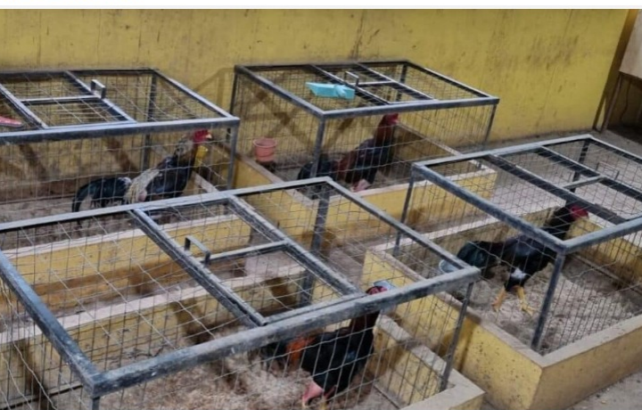 Denúncia de rinha de galos termina com três detidos e animais feridos