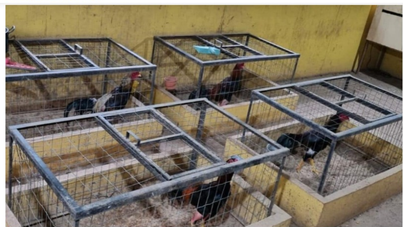 Denúncia de rinha de galos termina com três detidos e animais feridos