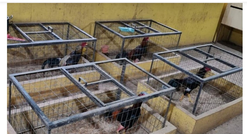 Denúncia de rinha de galos termina com três detidos e animais feridos