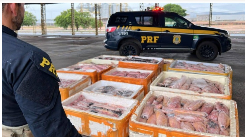PRF encontra mais de uma tonelada de pescado irregular em ônibus
