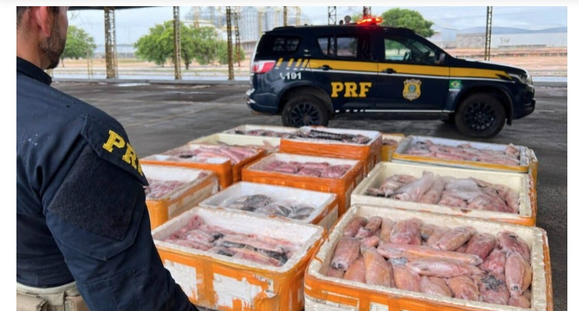 PRF encontra mais de uma tonelada de pescado irregular em ônibus
