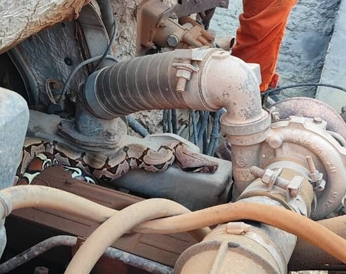 Vídeo; Jiboia de 1,5 metro surpreende e é encontrada escondida em motor de caminhão