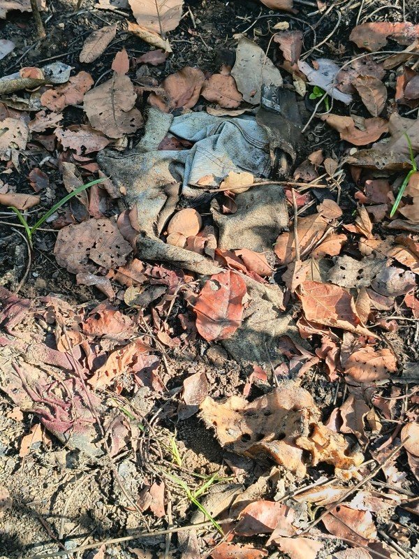 Ossada humana é achada em matagal e 4 suspeitos de assassinato são presos em MT
