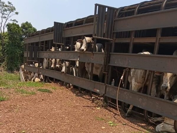 Caminhão que transportava 44 bovinos tomba na MT-325 em Alta Floresta