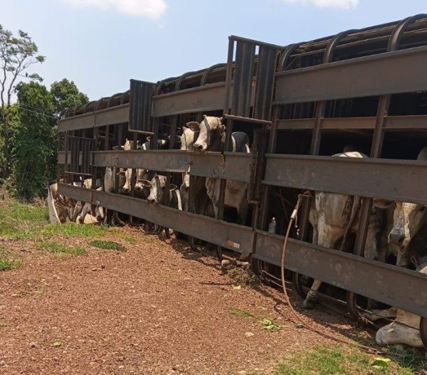 Caminhão que transportava 44 bovinos tomba na MT-325 em Alta Floresta