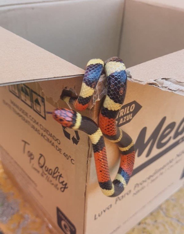 Cobra-coral é capturada em quintal de residência em Alta Floresta